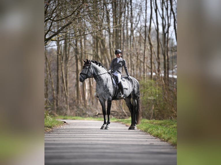 PRE Stallion Grey-Blue-Tan in Heemskerk