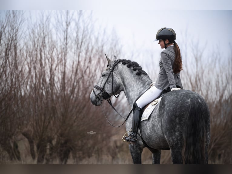 PRE Stallion Grey-Blue-Tan in Heemskerk