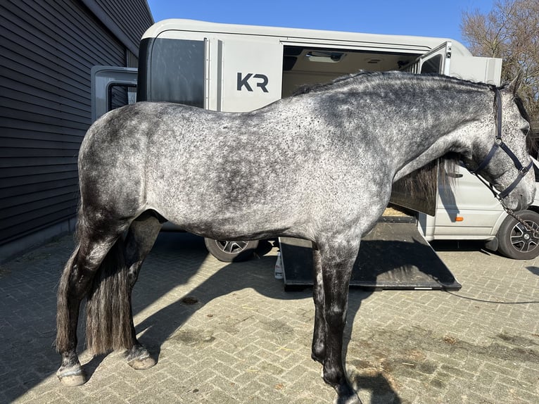 PRE Stallion Grey-Blue-Tan in Heemskerk