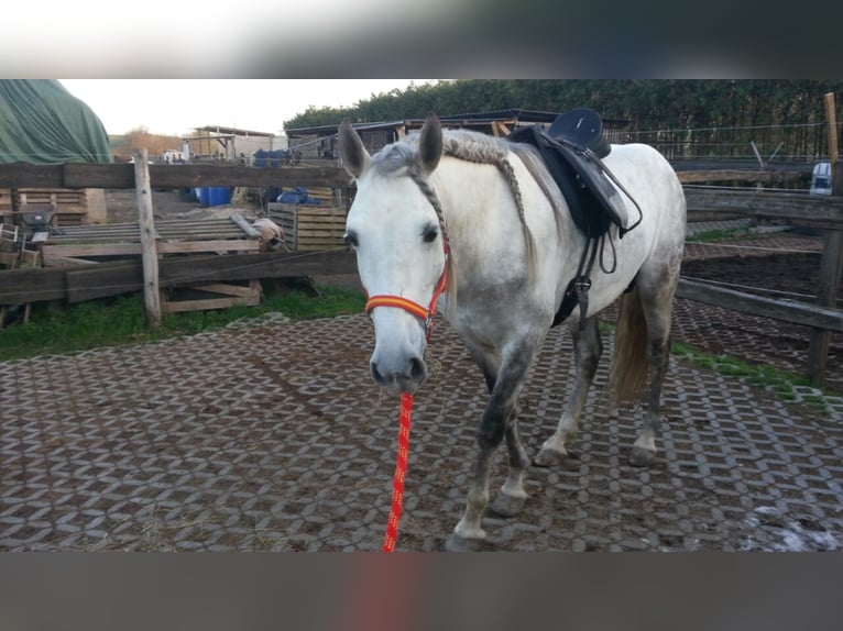 PRE Stallion Grey-Dapple in Petersberg