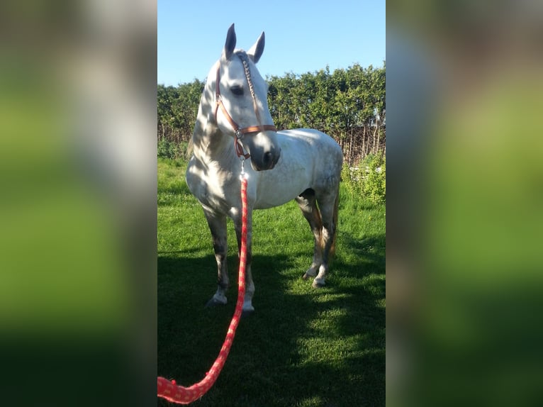 PRE Stallion Grey-Dapple in Petersberg