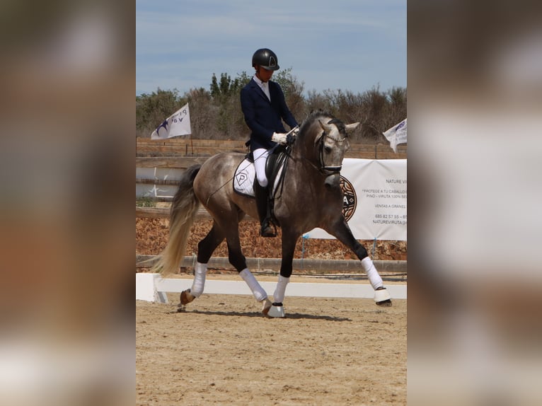 PRE Stallion Grey-Dapple in Jerez De La Frontera