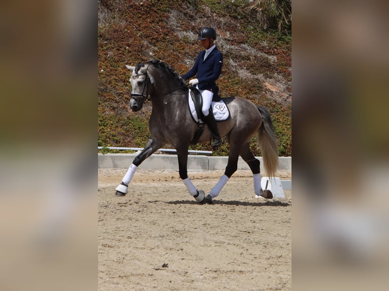 PRE Stallion Grey-Dapple in Jerez De La Frontera