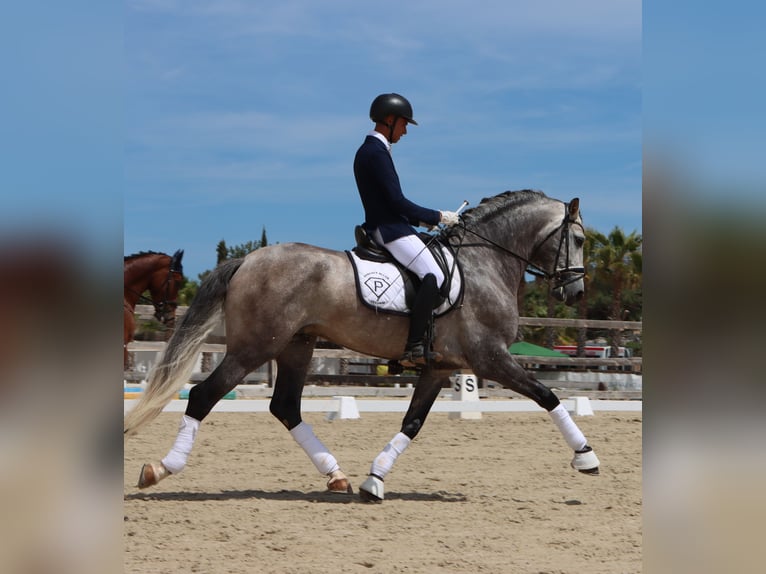 PRE Stallion Grey-Dapple in Jerez De La Frontera