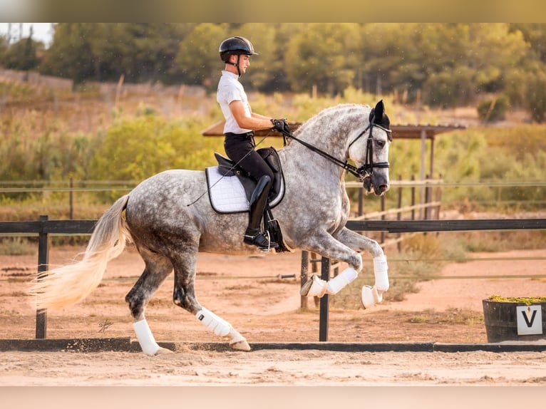 PRE Stallion Grey in caumont
