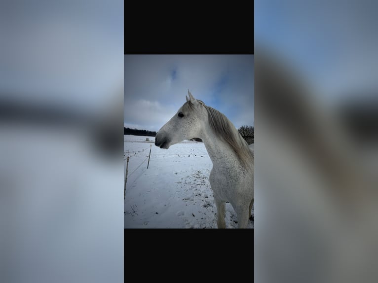 PRE Stallion Grey-Fleabitten in Grossbartloff