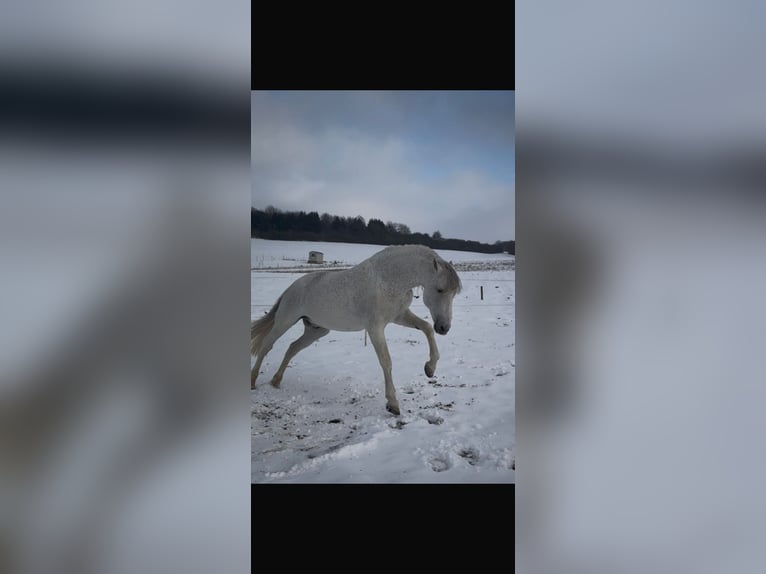 PRE Stallion Grey-Fleabitten in Grossbartloff