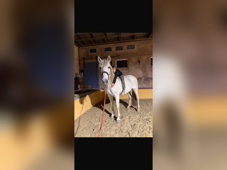 PRE Stallion Grey-Fleabitten in Grossbartloff