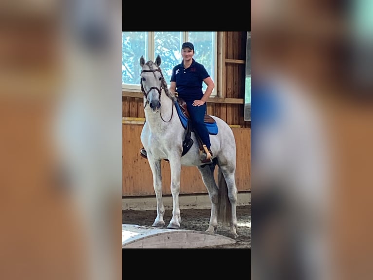 PRE Stallion Grey-Fleabitten in Grossbartloff