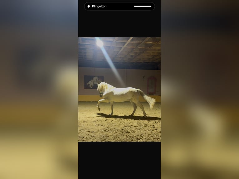 PRE Stallion Grey-Fleabitten in Grossbartloff