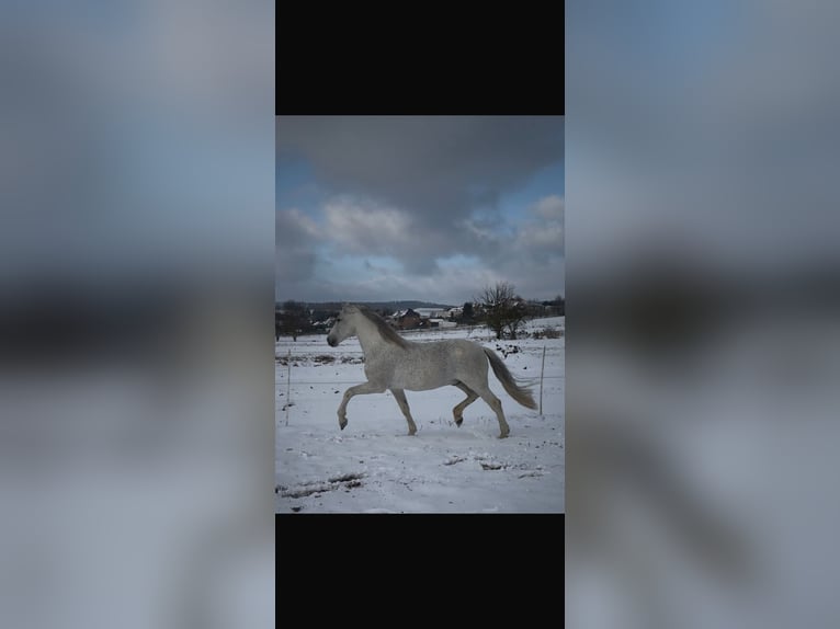 PRE Stallion Grey-Fleabitten in Grossbartloff