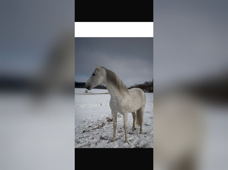 PRE Stallion Grey-Fleabitten in Grossbartloff