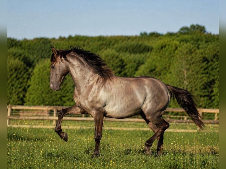 PRE Stallion Grullo in Düsseldorf