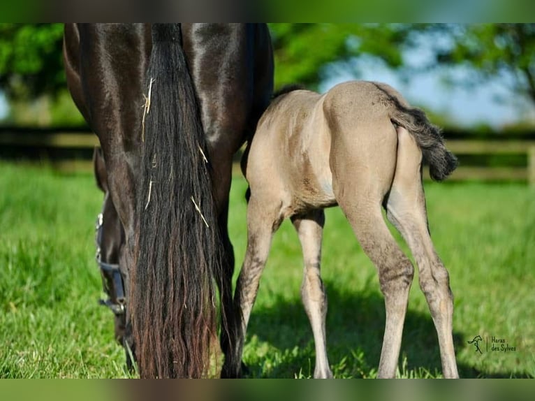 PRE Stallion Grullo in Düsseldorf