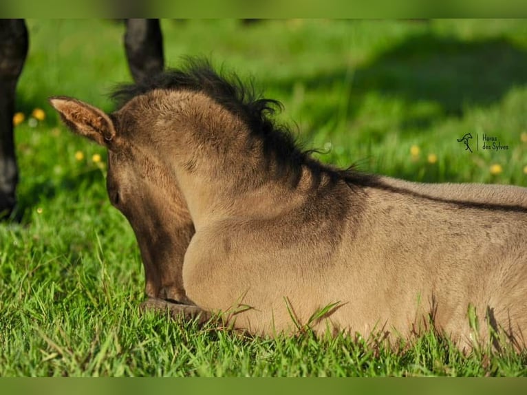 PRE Stallion Grullo in Düsseldorf