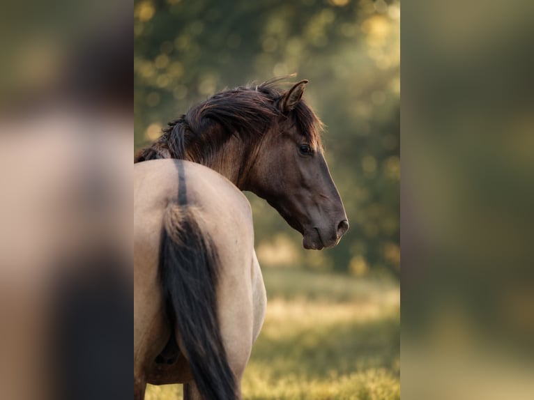 PRE Stallion Grullo in Düsseldorf