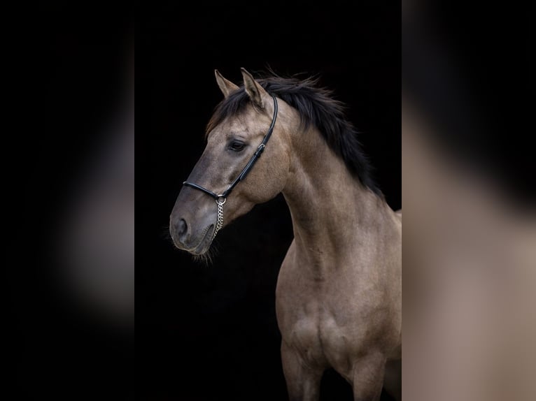 PRE Stallion Grullo in Düsseldorf
