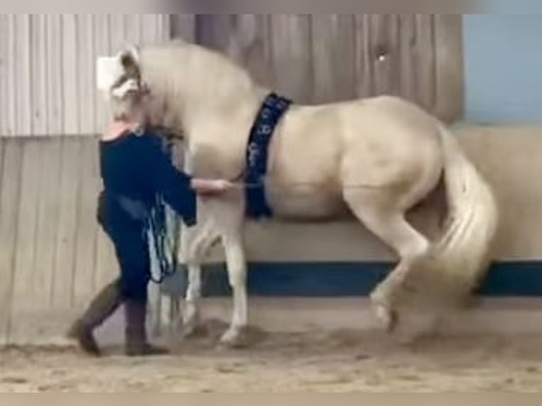 PRE Stallion Palomino in Filderstadt