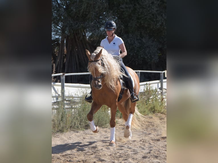 PRE Stallion Palomino in Vejer de la Frontera