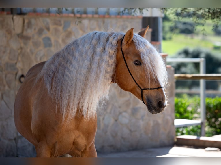 PRE Stallion Palomino in Vejer de la Frontera