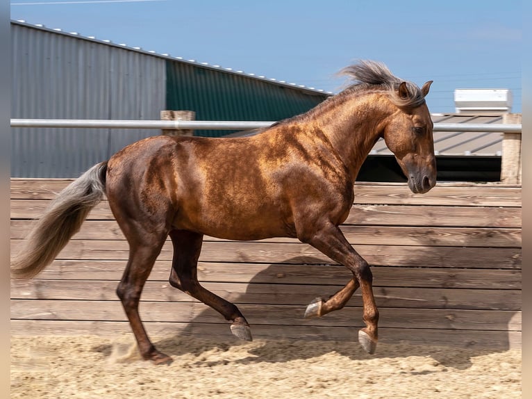 PRE Stallion Palomino in Münster