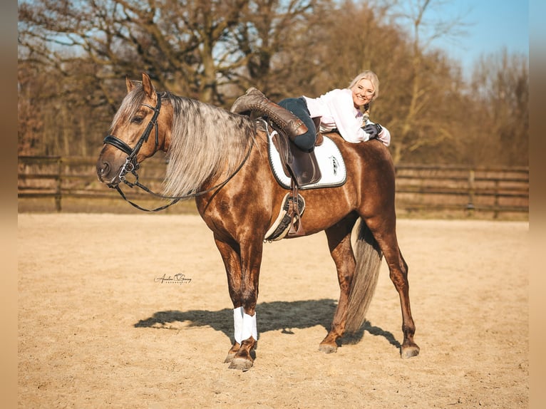 PRE Stallion Palomino in Münster