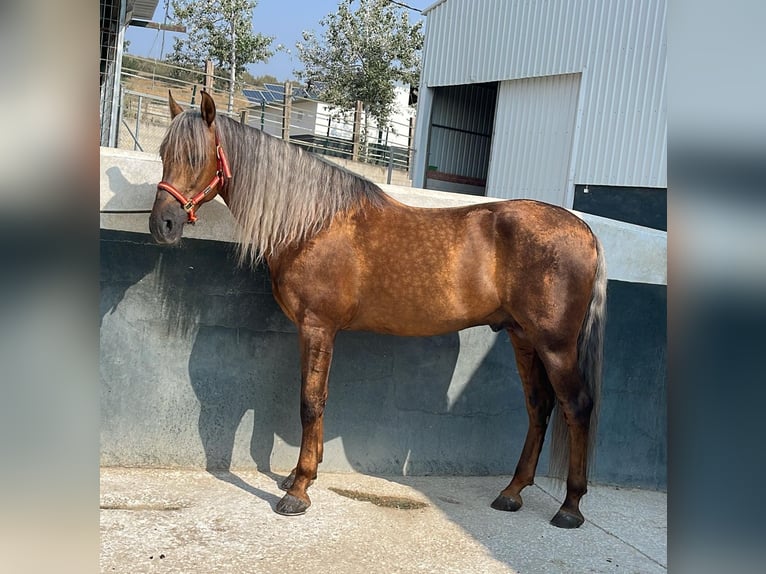 PRE Stallion Palomino in Münster