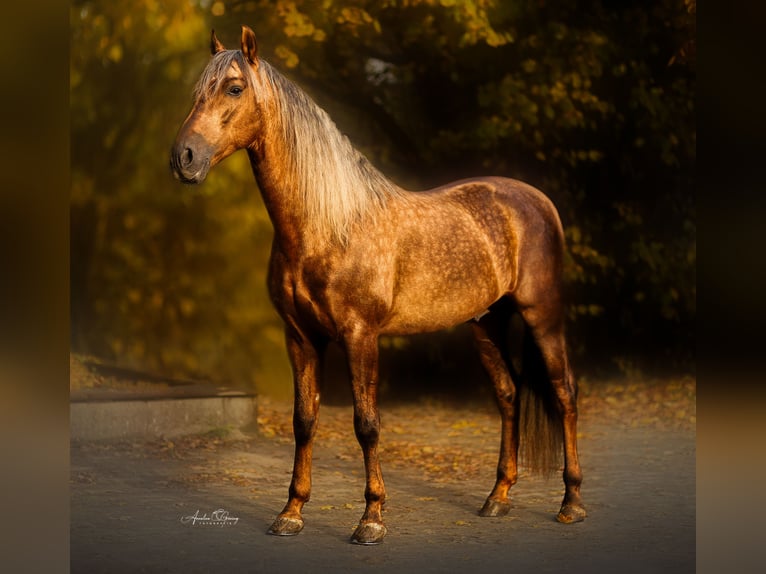 PRE Stallion Palomino in Münster