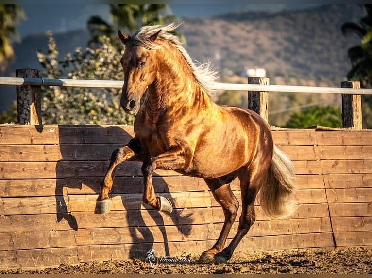 PRE Stallion Palomino in Münster