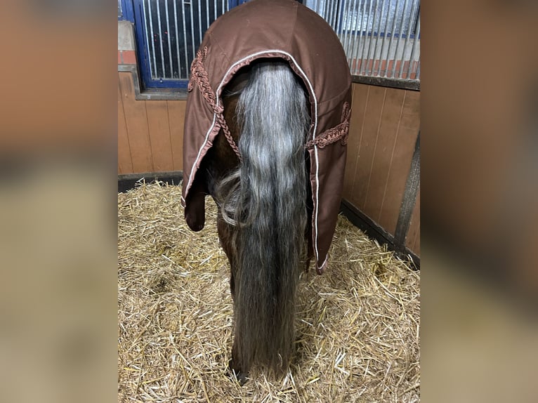 PRE Stallion Palomino in Münster