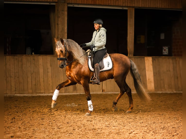 PRE Stallion Palomino in Münster