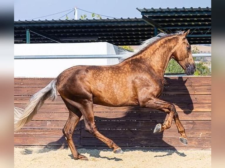 PRE Stallion Palomino in Münster