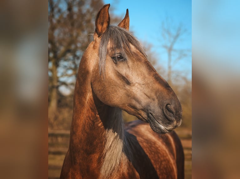 PRE Stallion Palomino in Münster