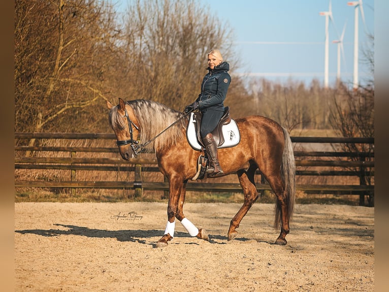 PRE Stallion Palomino in Münster