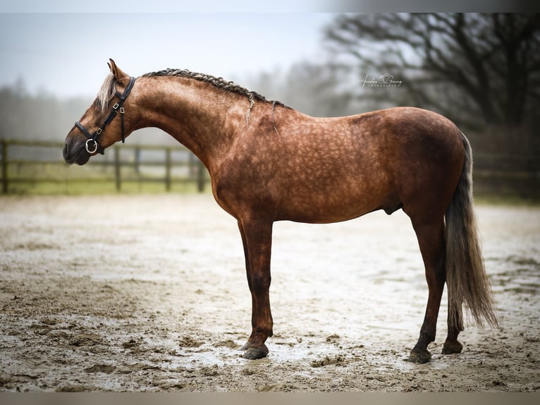 PRE Stallion Palomino in Münster