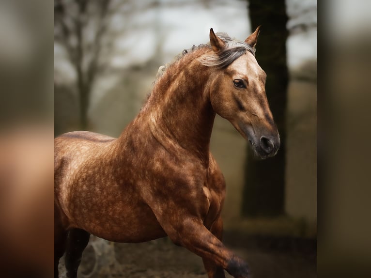 PRE Stallion Palomino in Münster