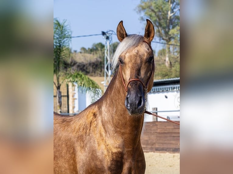 PRE Stallion Palomino in Münster