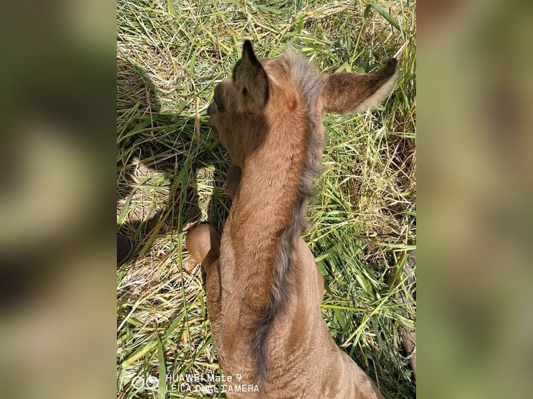 PRE Stallion Palomino in Münster