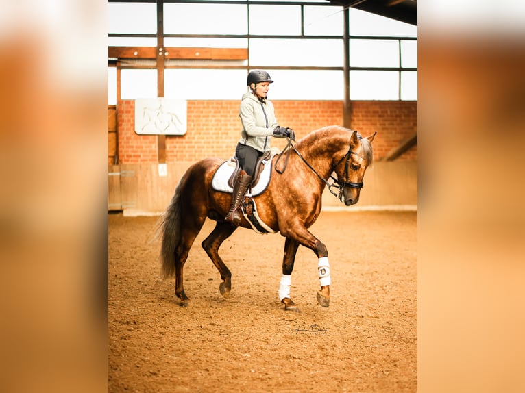 PRE Stallion Palomino in Münster