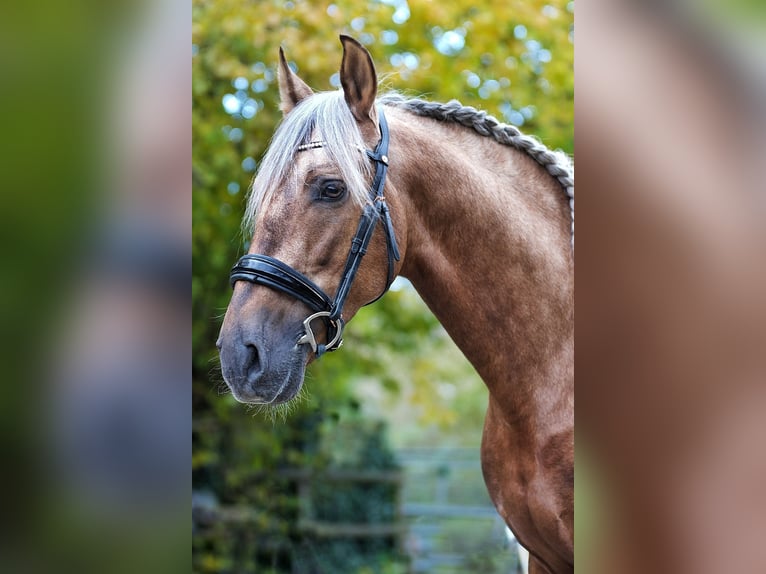 PRE Stallion Palomino in Münster