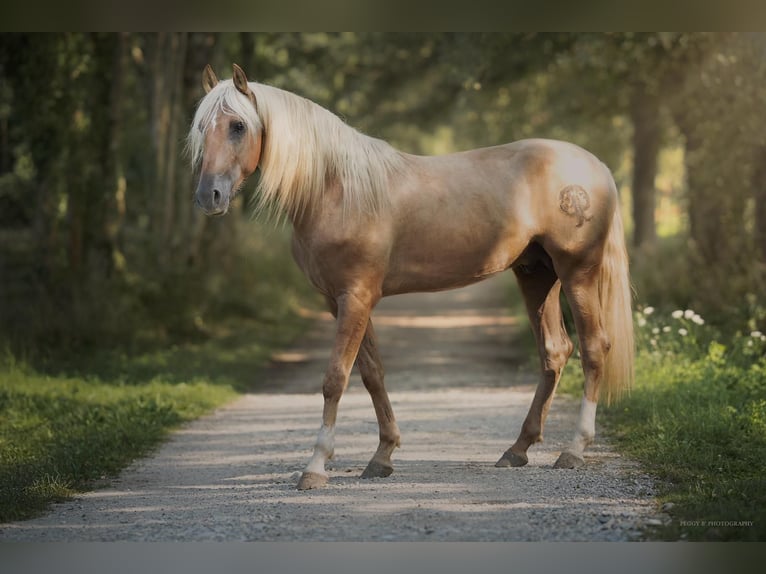 PRE Stallion Palomino in caumont