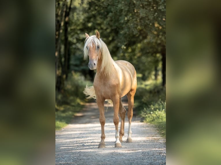 PRE Stallion Palomino in caumont