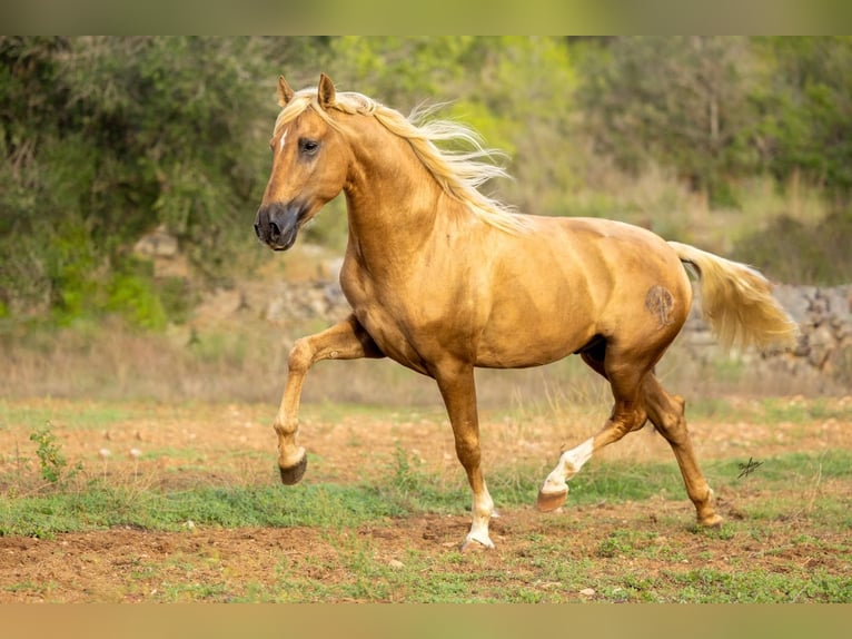 PRE Stallion Palomino in caumont