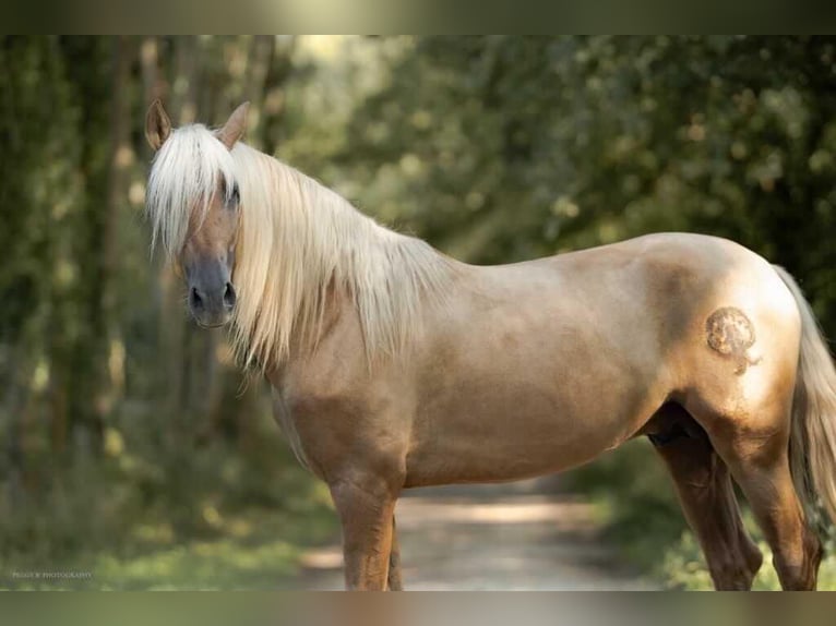 PRE Stallion Palomino in caumont