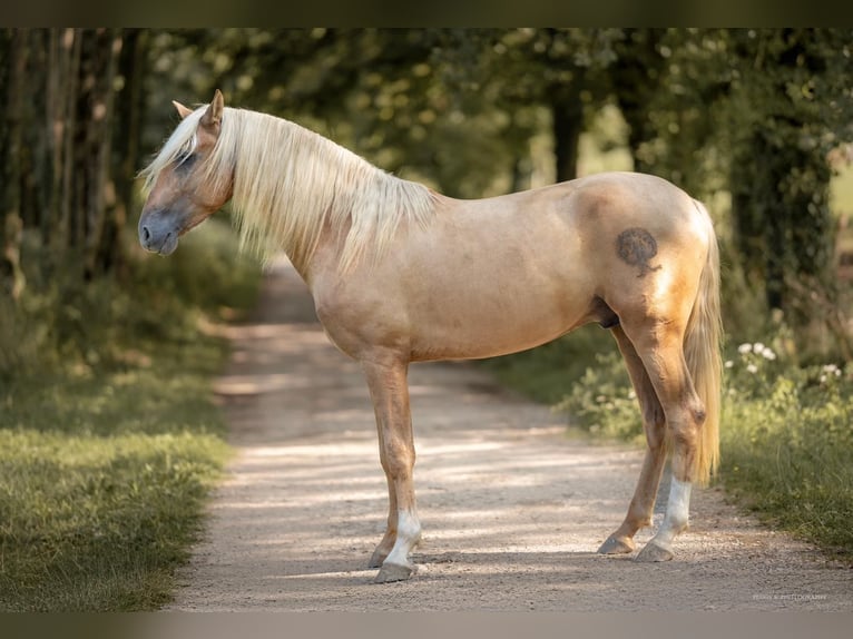 PRE Stallion Palomino in caumont