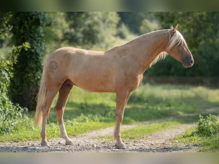 PRE Stallion Palomino in caumont