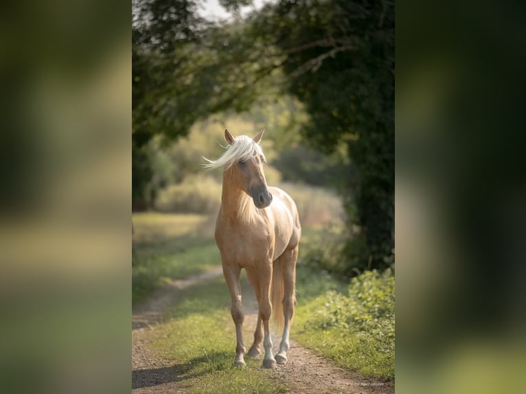PRE Stallion Palomino in Toulouse