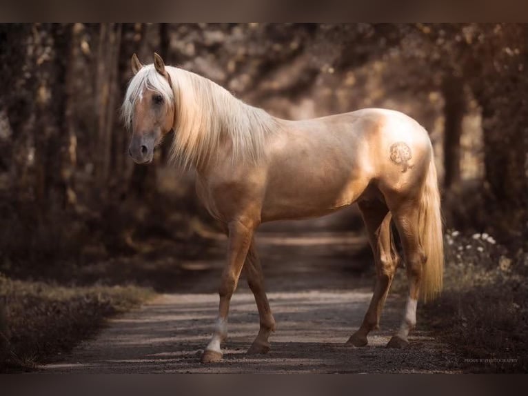 PRE Stallion Palomino in Toulouse