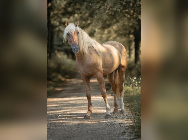 PRE Stallion Palomino in Toulouse
