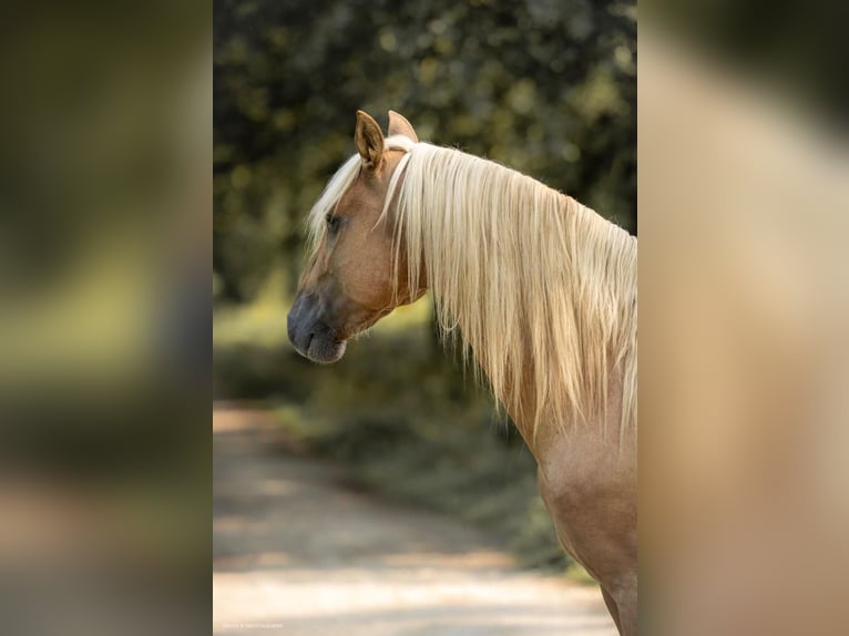 PRE Stallion Palomino in Toulouse